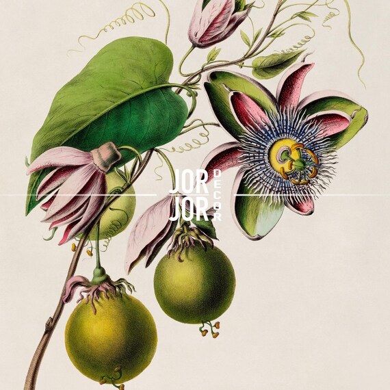 Passionfruit Flower Print, 19th Century Tropical Botanical