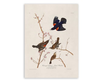 Red Winged Blackbird Bird Print, Vintage Style Audubon Poster, Birds Of America Illustration,  AOB66