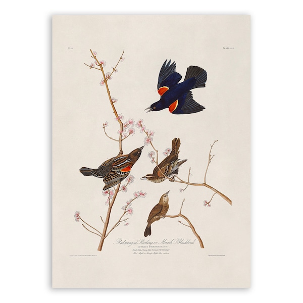 Red Winged Blackbird Bird Print, Vintage Style Audubon Poster, Birds Of America Illustration,  AOB66