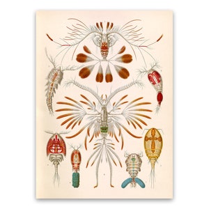Sea Crustaceans Oceanography Illustration, Vintage Style Ernst Haeckel Scientific Biology Print, Marine Life Art, Nautical Wall Decor, NH93