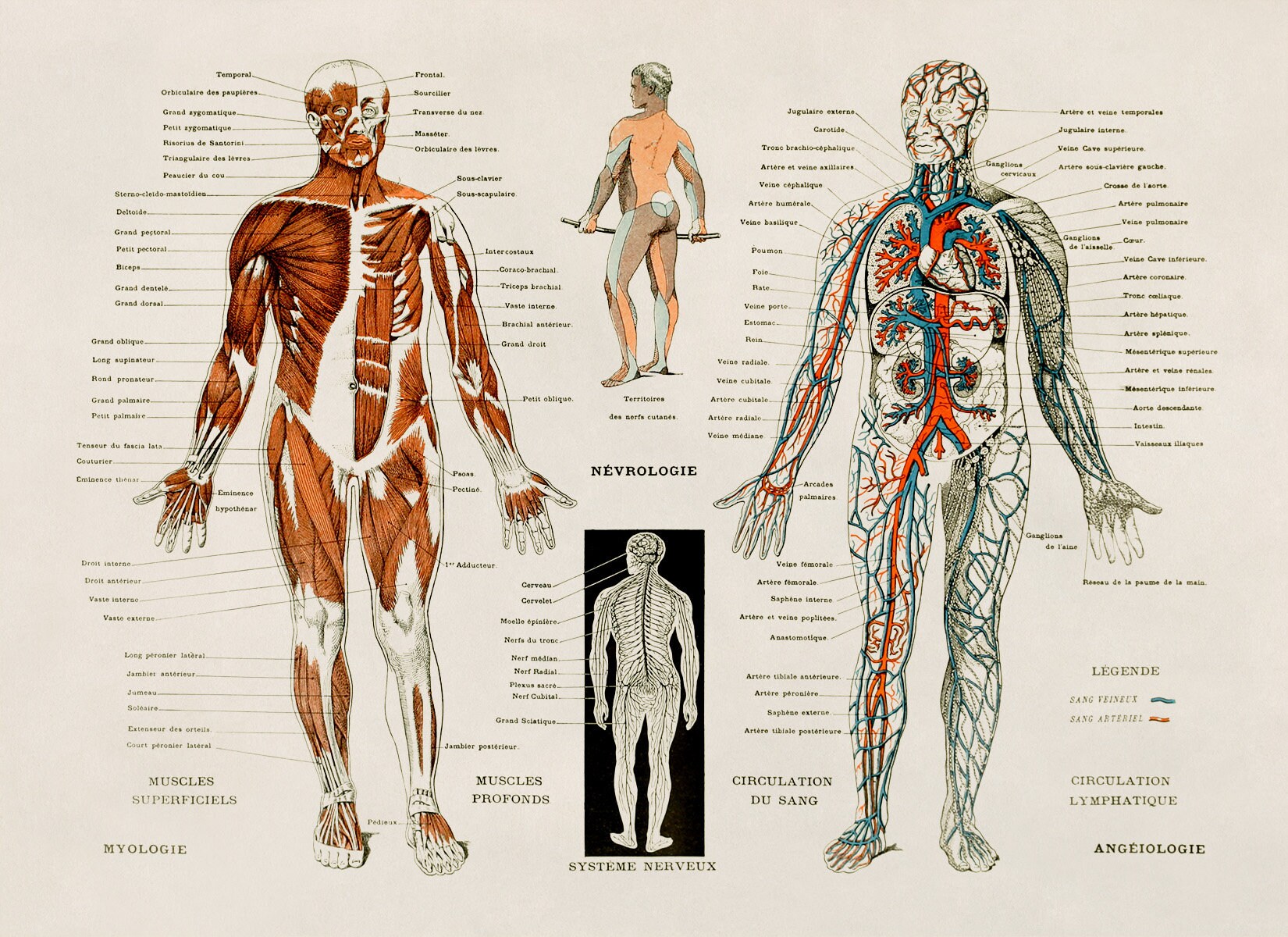 Human Anatomy Print, Muscular System Chart, Medical Anatomy ...