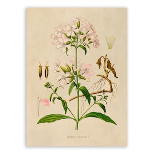 Wild Sweet William Plant Print, Medicinal Plants Botanical Illustration, Vintage Style Reproduction, MOBO 297