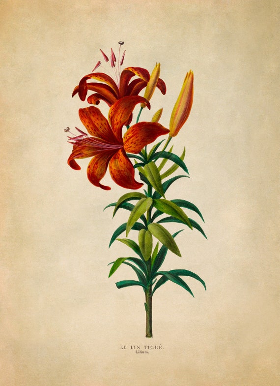 Vintage Lilium (Lily) Botanical Art Print Vintage Lilium (Lily) Botanical Art Print