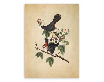 Gray Catbird Bird Print, Vintage Style Audubon Poster, Birds Of America Illustration,  AOB129