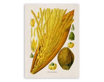 Coconut Fruit Plant Print, Medicinal Plants Botanical Illustration,  Vintage Style Reproduction, MOBO 277