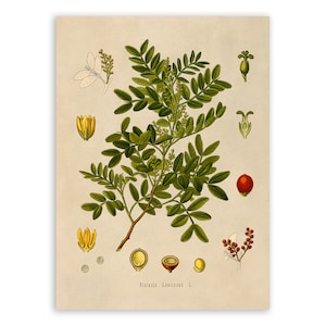 Mastic Tree Plant Print, Medicinal Plants Botanical Illustration, Vintage Style Reproduction, MOBO 102