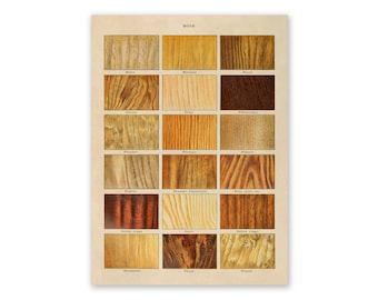 Vintage Wood Types Print: Tree Species Illustration, Carpenter Artwork, AM66