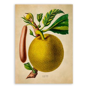 Breadfruit Tree Print, Vintage Style Botanical Illustration, Premium Reproduction, FDA130