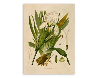 White Iris Flower Plant Print, Medicinal Plants Botanical Illustration, Vintage Style Reproduction, MOBO 61