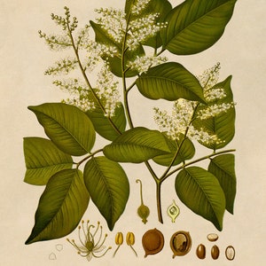 Copaiba Balsam Plant Print, Medicinal Plants Botanical Illustration, Vintage Style Reproduction, MOBO 144 Classic