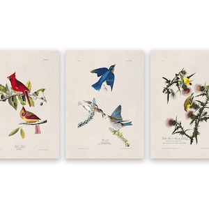 Conjunto de impresiones de aves comunes americanas, carteles de aves de Audubon que incluyen cardenal rojo, azulejo oriental, jilguero, ilustraciones de estilo vintage COM34