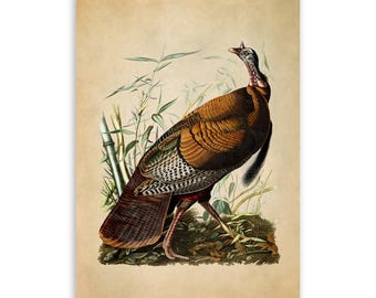 Wild Turkey Bird Print, Vintage Style Audubon Poster, Birds Of America Illustration, AOB1