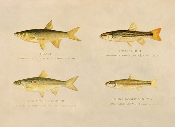 Roach, River Chub, Silverside, Minnow Fish Species Print Vintage