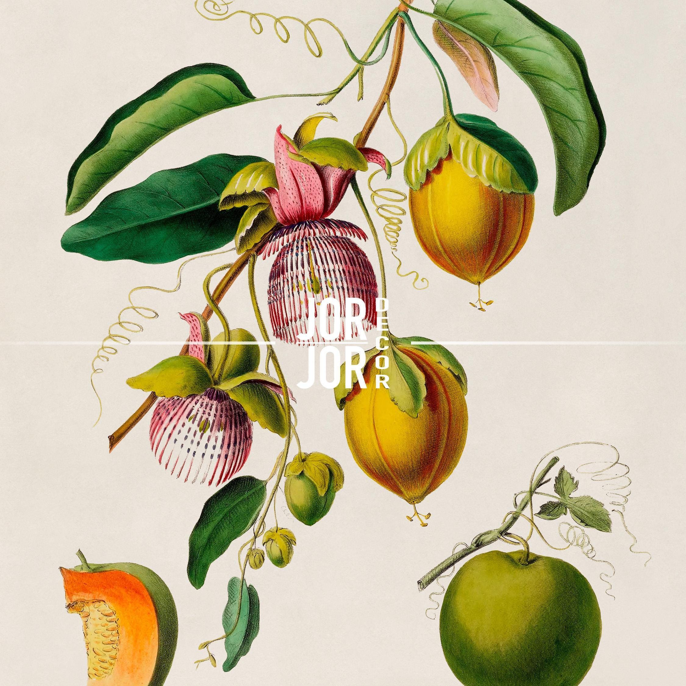 Passion Fruit Print, 19th Century Tropical Botanical Illustration