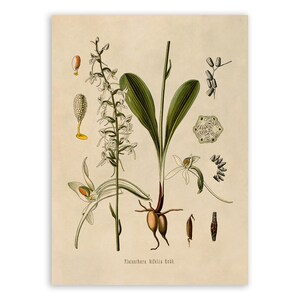 Lesser Butterfly Orchid Plant Print, Medicinal Plants Botanical Illustration, Vintage Style Reproduction, MOBO 187