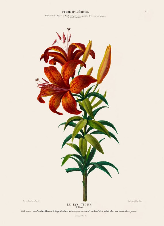 Cartel de lirio tigre Lilium Floral Wall Decor Ilustración - Etsy España