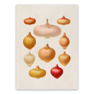 Onion Variety Print, Garden Vegetable Themed Kitchen Art, Premium Vintage Style Reproduction, EB30