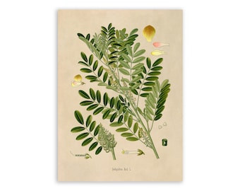 Indigo Plant Print, Medicinal Plants Botanical Illustration, Vintage Style Reproduction, MOBO 238