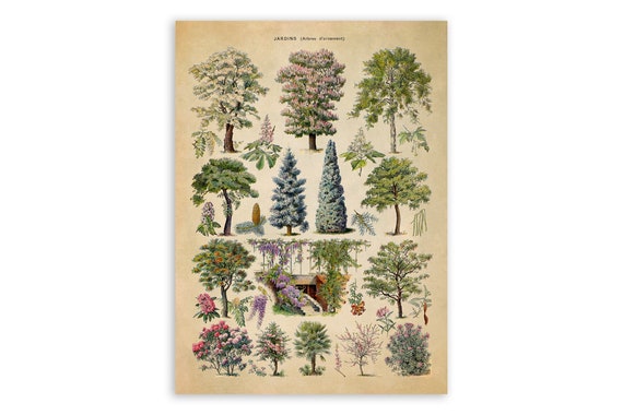 Ornamental Trees Species Chart, Scientific Botany Illustration, AM76