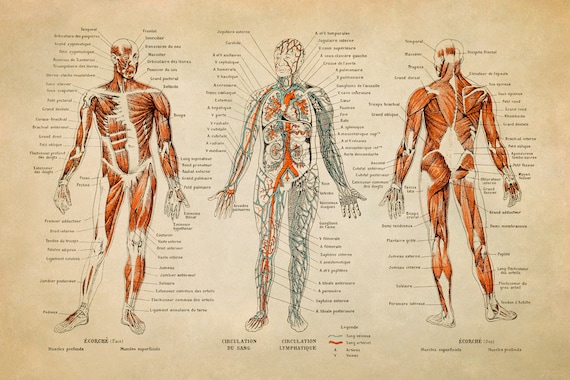 Printable Anatomy Diagrams Vascular System And Viscera Chart
