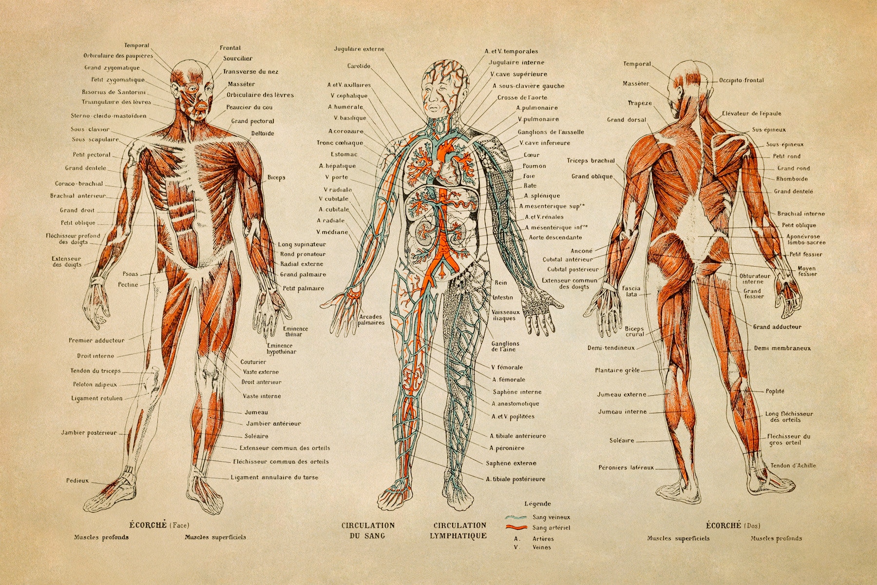 Vintage Human Anatomy Print: Muscular System Chart, Adolphe Millot  Illustration, AM09 - Etsy, image size:1800x1200