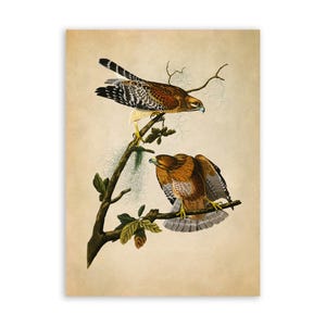 Red Shouldered Hawk Bird Print, Vintage Style Audubon Poster, Birds Of America Illustration, AOB56