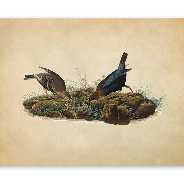Brown Headed Cowbird Bird Print, Vintage Style Audubon Poster, Birds Of America Illustration,  AOB100