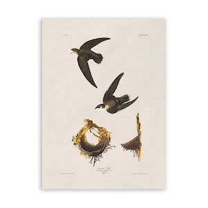 May include: A vintage illustration of a pair of American Swifts in flight, with a close-up of their nest made of twigs and leaves. The illustration is titled "American Swift" and includes the scientific name "Cypseloides niger" and the date "1838".