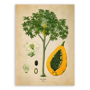 Papaya Fruit Tree Plant Print, Medicinal Plants Botanical Illustration, Vintage Style Reproduction, MOBO 236
