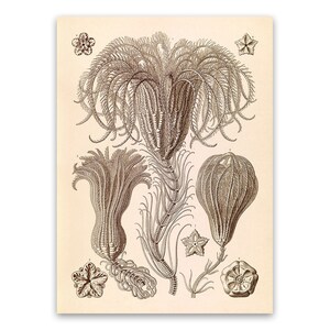 Crinoidea Illustration, Vintage Style Ernst Haeckel Scientific Biology Print, Sea Life Art, Nautical Wall Decor, NH40