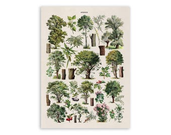 Forrest Tree Species Variety Chart, Scientific Botany Illustration, AM78
