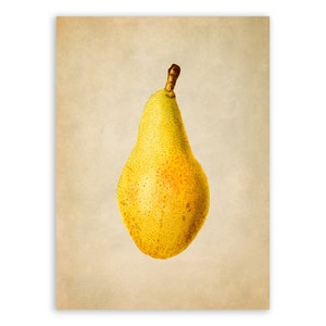 Yellow Pear Print, Fruit Food Art, Kitchen Poster Old Botanical Illustration, Vintage Style Artwork, JMS57