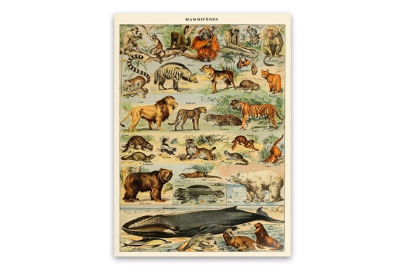 Animal Poster Art Exotic Animals Mammals Chart Print - Etsy Canada Animal Poster Art Exotic Animals Mammals Chart Print - Etsy Canada