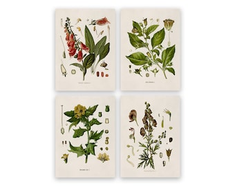 Poisonous Plant Prints (Set of 4): Vintage Botanical Illustration Art, COM10