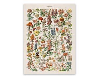 Adolphe Millot Flowers Chart: Vintage Botanical Art Print, AM06