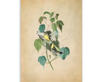 Hemlock Warbler Bird Print, Vintage Style Audubon Poster, Birds Of America Illustration,  AOB135