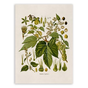 Hops Plant Plant Print, Medicinal Plants Botanical Illustration, Vintage Style Reproduction, MOBO 185