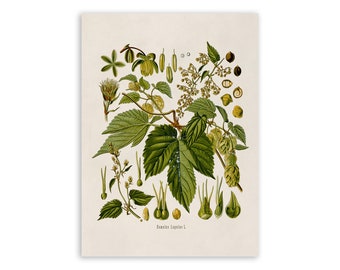 Hops Plant Plant Print, Medicinal Plants Botanical Illustration,  Vintage Style Reproduction, MOBO 185