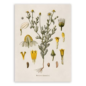 Chamomile Plant Print, Medicinal Plants Botanical Illustration,  Vintage Style Reproduction, MOBO 44