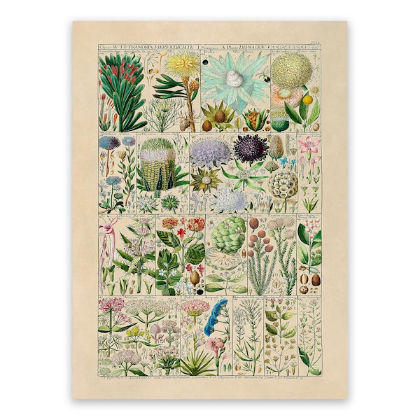 Herbs Shrubs Plant Botanical Illustration Poster Botany Print, TB08