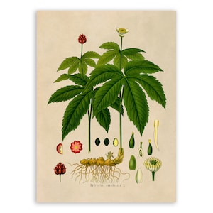 Goldenseal Plant Print, Medicinal Plants Botanical Illustration, Vintage Style Reproduction, MOBO 153