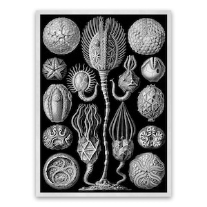 Cystoidea Illustration, Vintage Style Ernst Haeckel Scientific Biology Print, Marine Life Art, Nautical Wall Decor, NH80