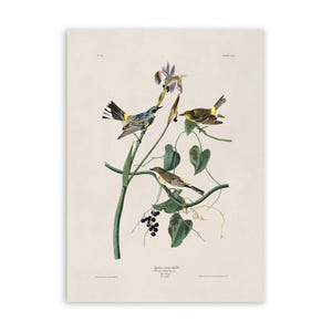 Yellow Rumped Warbler Bird Print, Vintage Style Audubon Poster, Birds Of America Illustration, AOB153