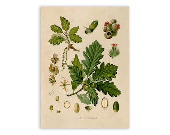 Sessile Oak Tree Leaves Print, Medicinal Plants Botanical Illustration, Vintage Style Reproduction, MOBO 22