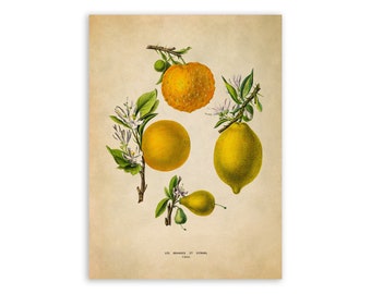 Citrus Fruits Print, Vintage Style Botanical Illustration, Premium Reproduction, FDA147