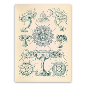 Jellyfish Oceanography Illustration, Vintage Style Ernst Haeckel Scientific Biology Print, Sea Life Life Art, Nautical Wall Decor, NH23