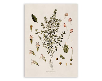 Thyme Herb Plant Print, Medicinal Kitchen Plants Botanical Illustration, Vintage Style Reproduction, MOBO 41