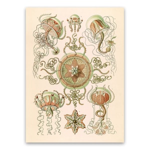 Jellyfish Oceanography Illustration, Vintage Style Ernst Haeckel Scientific Biology Print, Sea Life Life Art, Nautical Wall Decor, NH46