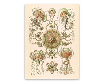 Jellyfish Illustration, Vintage Style Ernst Haeckel Scientific Biology Print, Sea Life Life Art, Nautical Wall Decor, NH46