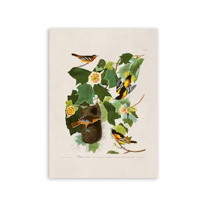 Baltimore Oriole Bird Print, Vintage Style Audubon Poster, Birds Of America Illustration, AOB12